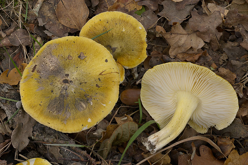 Tricholoma sejunctum